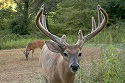 Tips for Planning Your Deer-Hunting Trip
