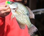 Top 3 Spots For No-Boat Crappie Fishing