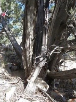 1882 Winchester rifle found in Great Basin National Park 1