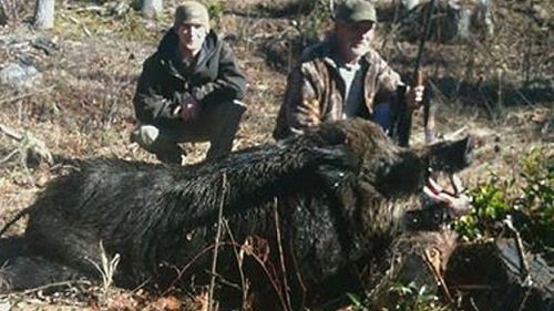 700-pound Boar Shot