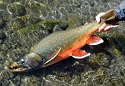 Alaska's Dolly Varden Char