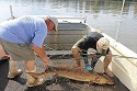 Atlantic sturgeon back in Bay 1