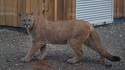 Cougar Walks Into Man Home Following His Pet Cat