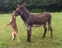 Donkey Kills Coyote (Picture)