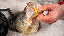 Downsize Your VMC Spoons, Trigger X Plastics & Rapala Hardbaits For January Fish