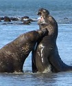 Elephant Seal Watchers