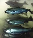 Fall Columbia River Salmon Outlook Looks Good