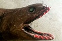 Frilled Shark Catch in Victorian Waters