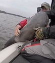 Giant Catfish While Crappie Fishing