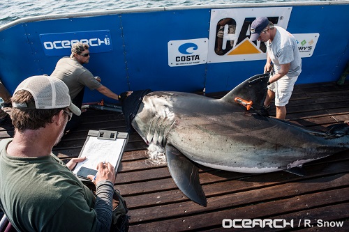 Is White Shark Katharine sexually mature