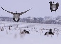 Keys to Taking Late-Season Honkers