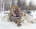 Lion kills porcupine, but is quilled to death