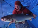 Monster Lake Trout On Clear Ice