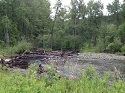 Research finds woody debris benefits fish