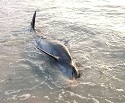 Scientists Fear Florida Dolphin Die-Off