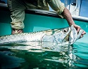 Tarpon Tactics 2