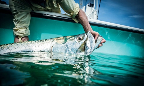 Tarpon Tactics