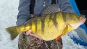 Tia Wiese WW Yellow perch