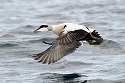 Virus Causing Mass Duck Die-Offs on Cape Cod Identified