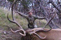 Burlington Hunter Bags World-Record Elk With Crossbow