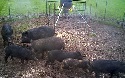 How Would You Battle 5 Million Feral Hogs In Your State