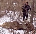 Minnesota Officer Stuns Entangled Deer with Taser To Save It