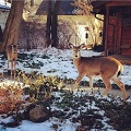 Options for managing deer in Ann Arbor