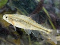 Oregon chub removed from Endangered Species List