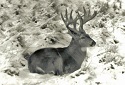 Post Season Deer Hunting