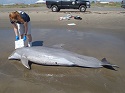 Study Provides Possible Clues in Search for Causes of Dolphin Deaths in Gulf of Mexico