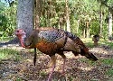 florida turkey