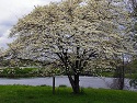 Dogwood tree on a pond
