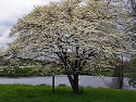 Dogwood tree on a pond