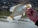 Finding Big Crappies