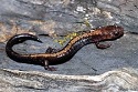 Shenandoah salamander