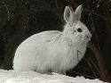 Snowshoe Hares