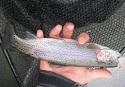 TACKLE FOR ILLINOIS TROUT FISHING 1