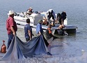 Tarps failed to eradicate zebra mussels in Lake Waco