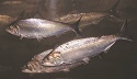 american shad