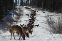 feed deer in winter
