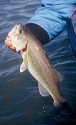 BASS IN MISSISSIPPI RIVER POOL 13