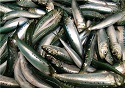 Boom-Bust Cycle Is Not a New Scenario for Pacific Sardines