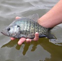 MISSISSIPPI CRAPPIE FISHING
