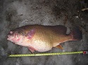 Middleville, Michigan angler breaks freshwater drum state record