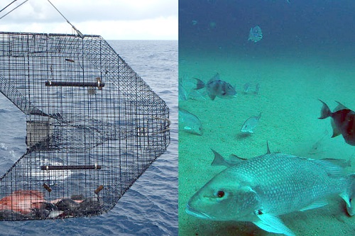NOAA Adds Video to Fish Traps for Abundance Estimates