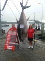 New Zealand Woman Catches 907-Pound World Record Bluefin