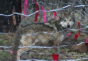 Pair of Mexican wolves released into the Apache-Sitgreaves National Forests