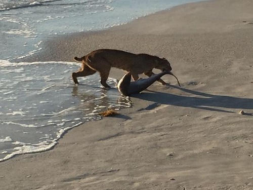 Photographer catches bobcat fishing for shark 1