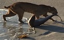 Photographer catches bobcat fishing for shark 2