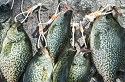 Pick Off Spring Panfish With VMC Jigs, Trigger X Plastics